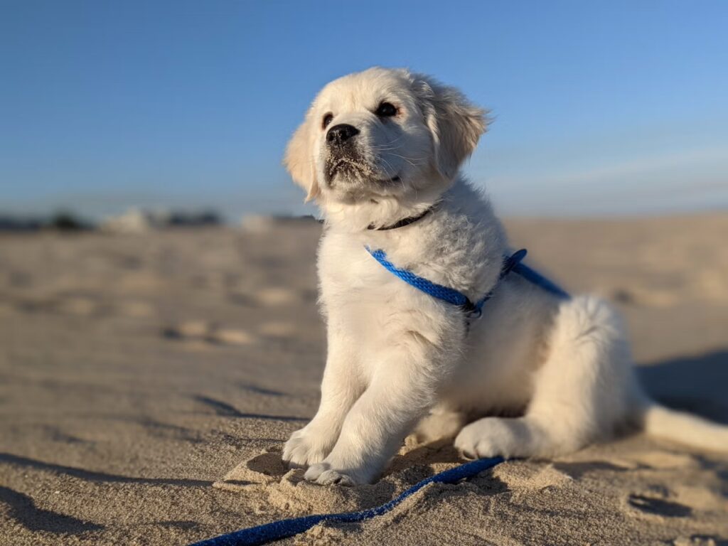 Surf City LBI Tully the Golden